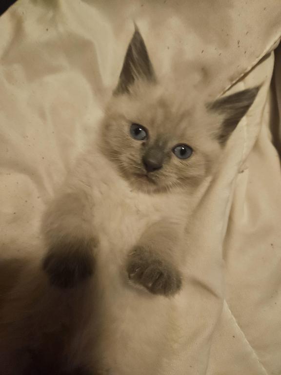 Siamese  Chocolate photo 4