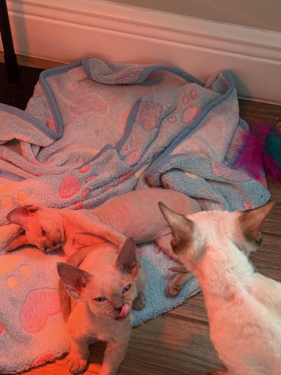 Celeste photo 5
