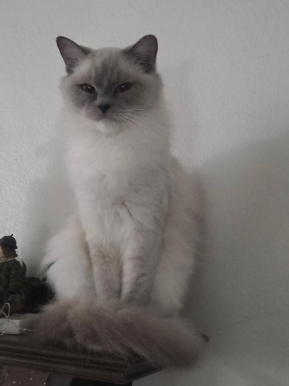 Blue Mitted Male photo 3