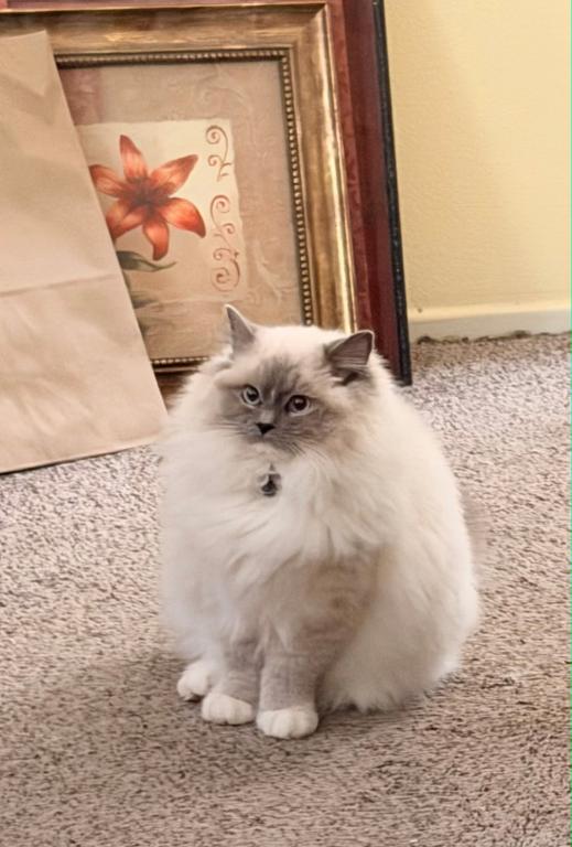Blue Mitted Male photo 4