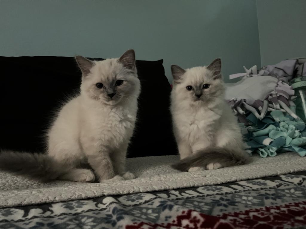 Blue Mitted Male