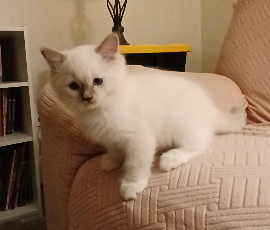 Blue Mitted Male photo 5