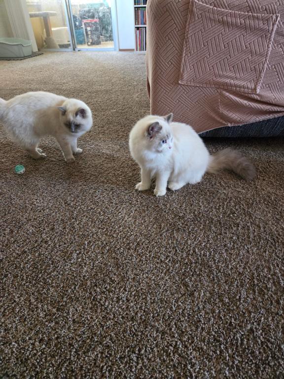 Blue Mitted Male photo 2