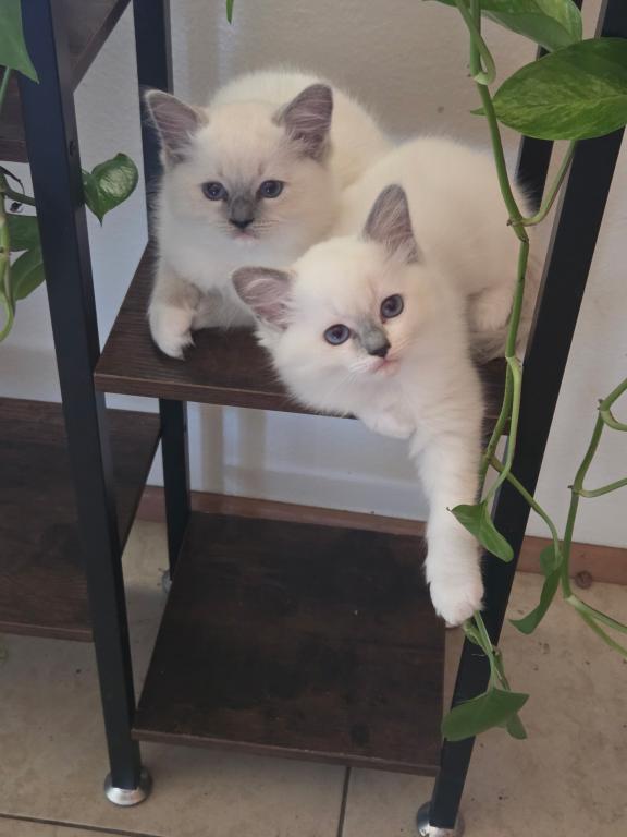 Blue Mitted Male photo 6