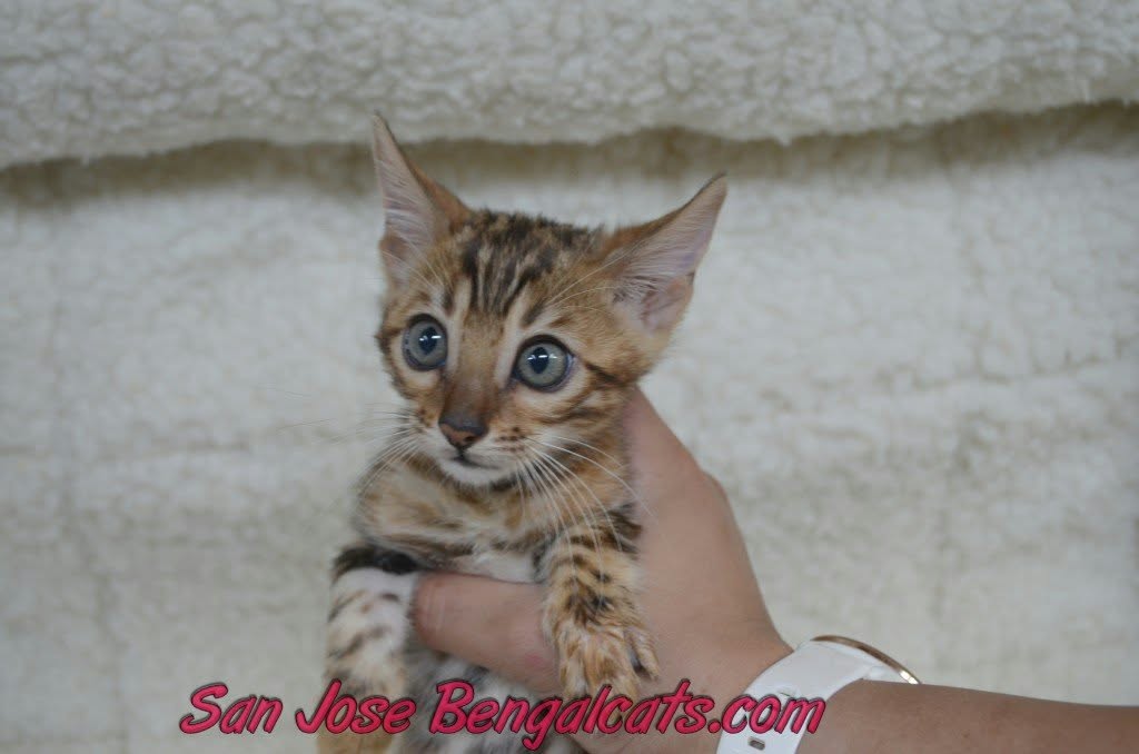 Victory Mars Litter photo 2