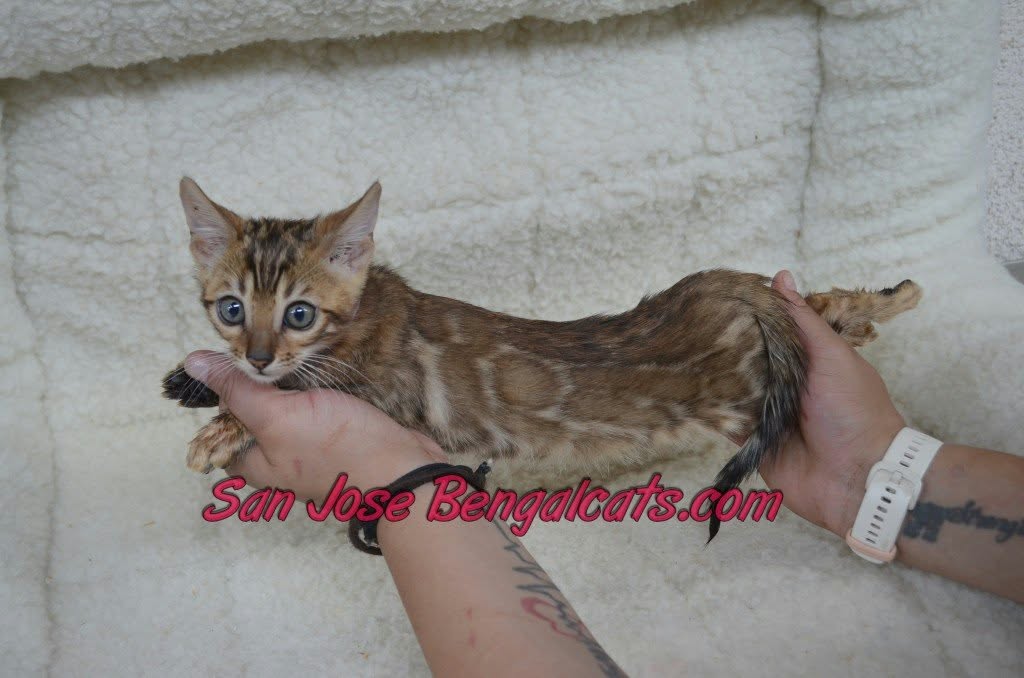 Victory Mars Litter photo 3