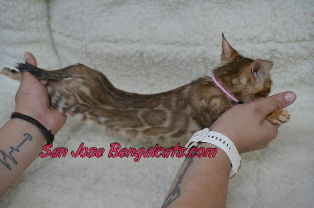 Victory Mars Litter photo 1
