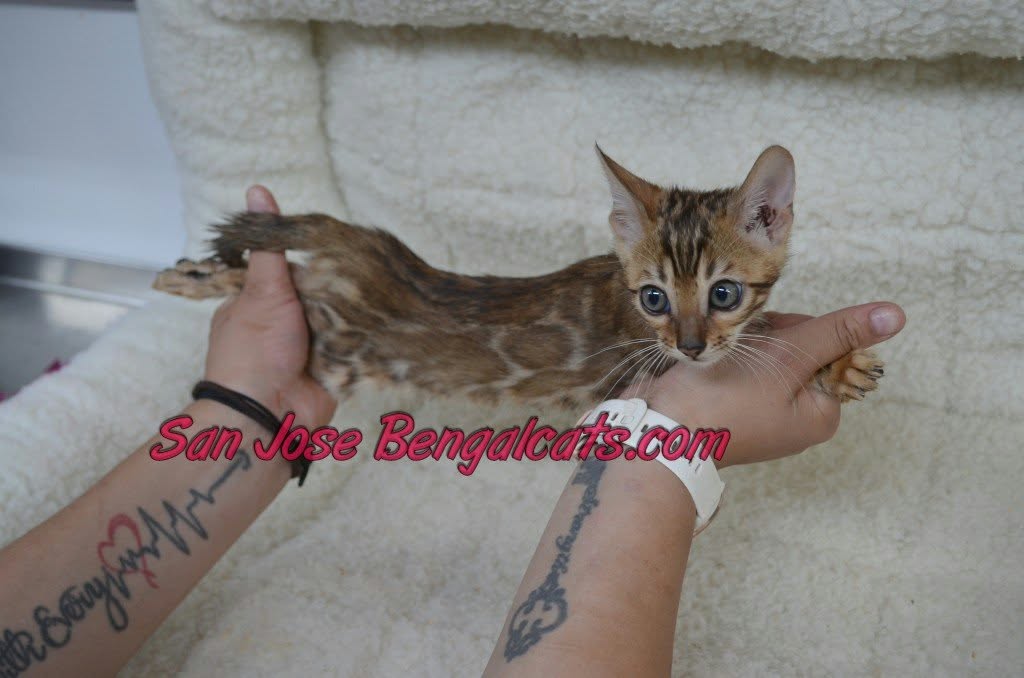 Victory Mars Litter photo 4