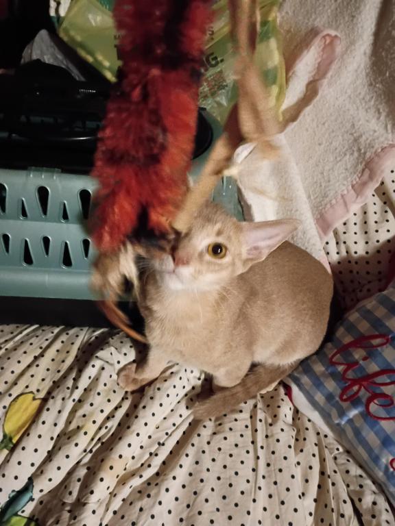 Tickle Me Fawn photo 3