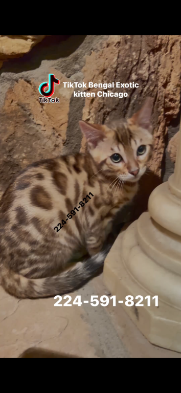 Bengal Kitten Silver Male photo 3