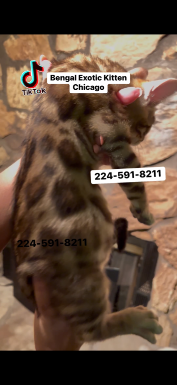 Bengal Kitten Silver Male photo 2