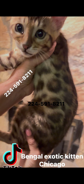 Bengal Kitten Silver Male photo 4