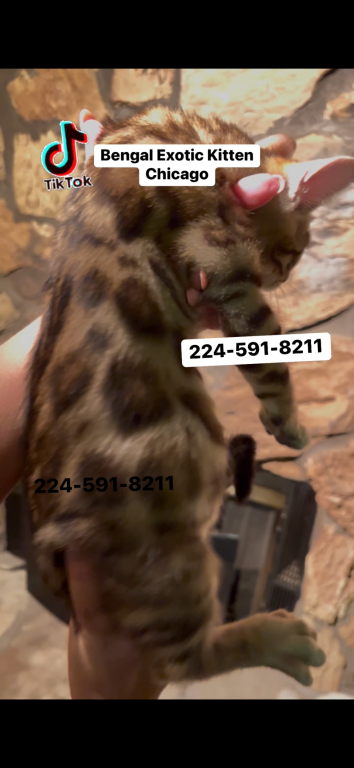 Bengal Kitten Silver Male photo 1