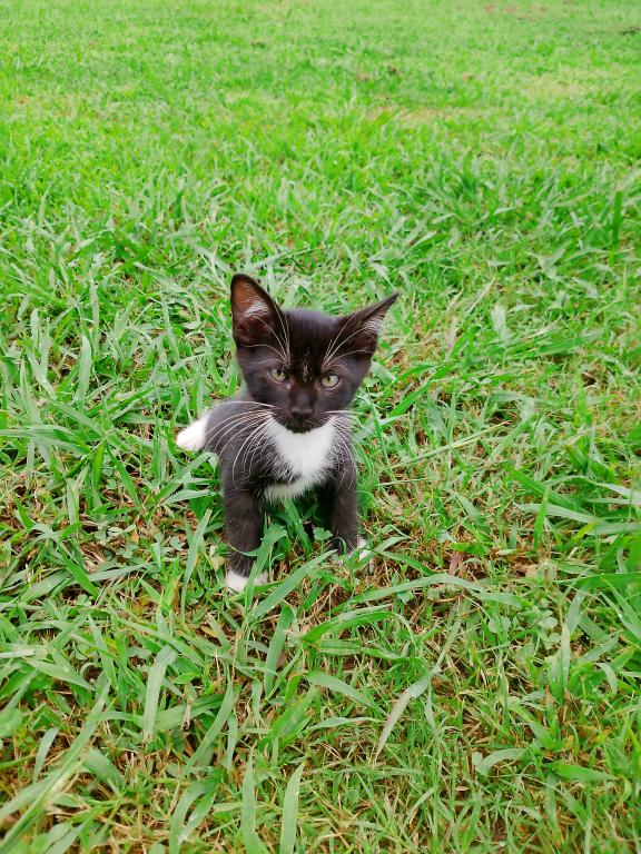 Tuxedo Kitten photo 7