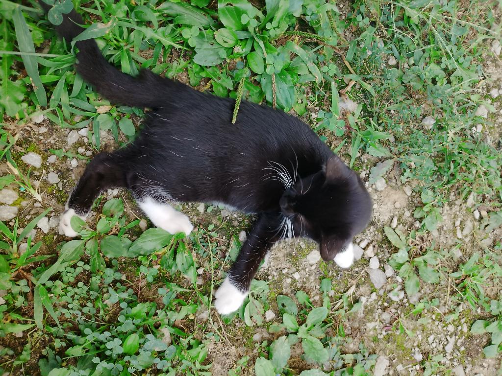 Tuxedo Kitten photo 2