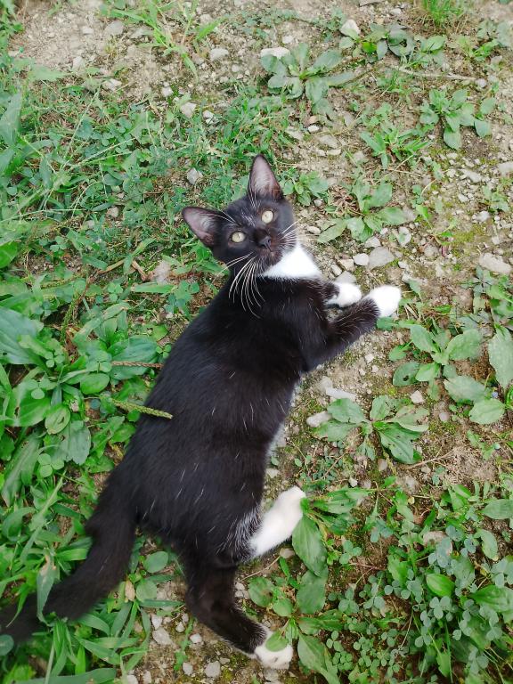 Tuxedo Kitten photo 3