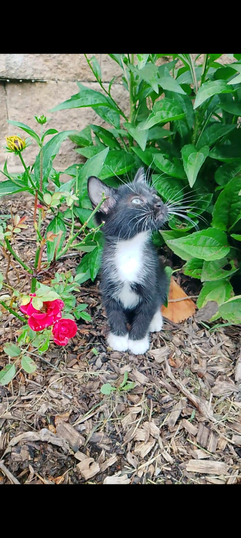 Tuxedo Kitten photo 8