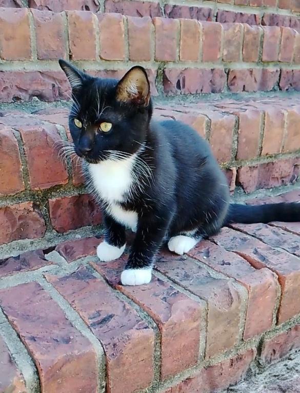 Tuxedo Kitten photo 1