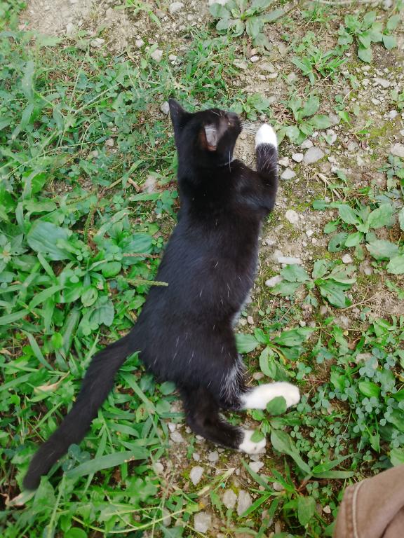 Tuxedo Kitten photo 5