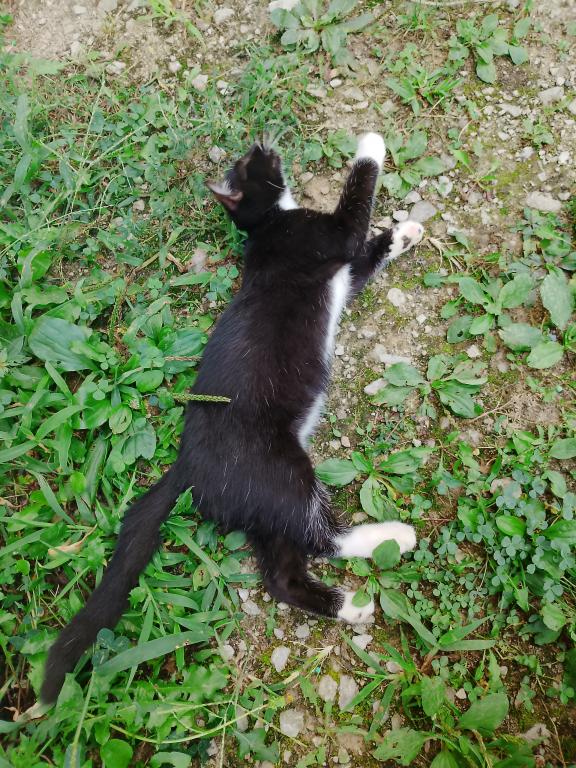Tuxedo Kitten photo 4