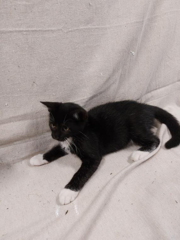 Tuxedo Kitten photo 6