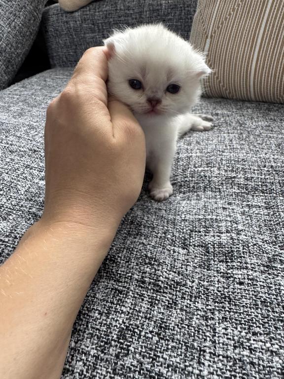 Scottish Fold Female Kitten Snow White photo 14