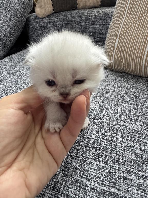 Scottish Fold Female Kitten Snow White photo 18