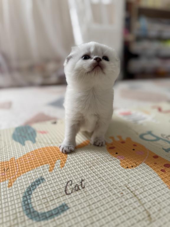 Scottish Fold Female Kitten Snow White photo 10