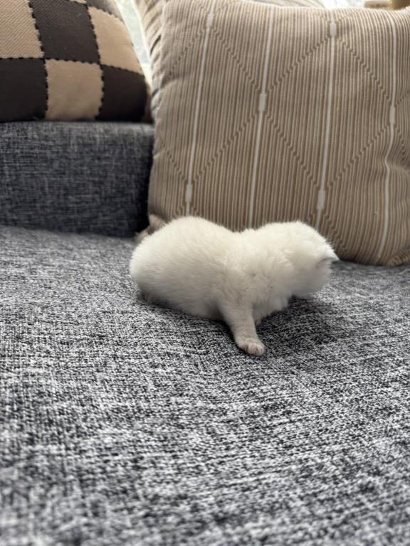 Scottish Fold Female Kitten Snow White photo 17
