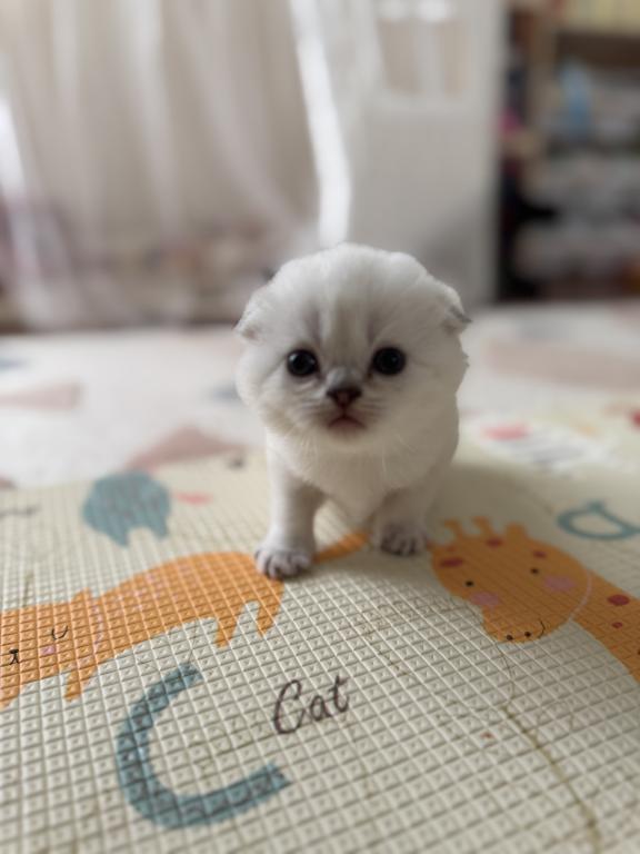 Scottish Fold Female Kitten Snow White photo 3
