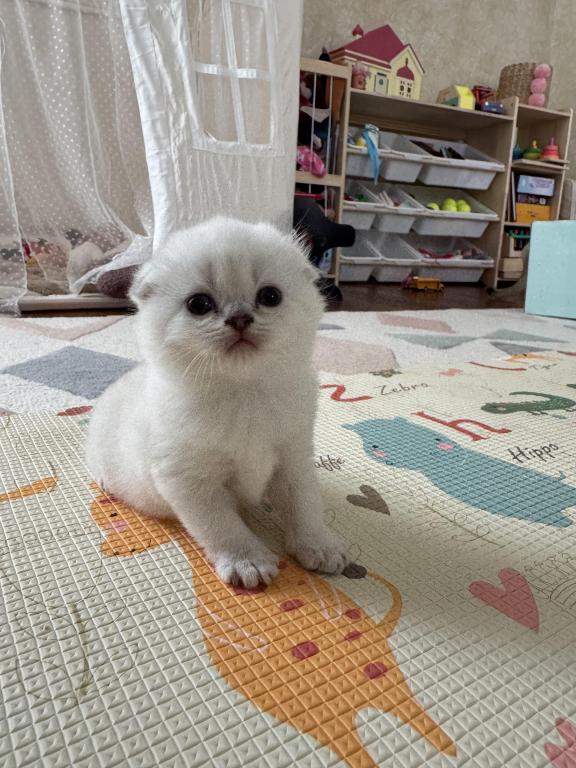 Scottish Fold Female Kitten Snow White