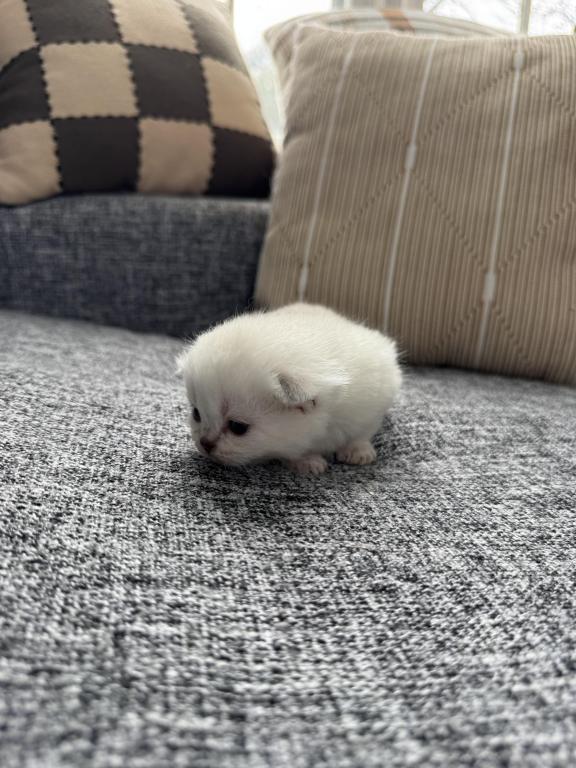 Scottish Fold Female Kitten Snow White photo 12