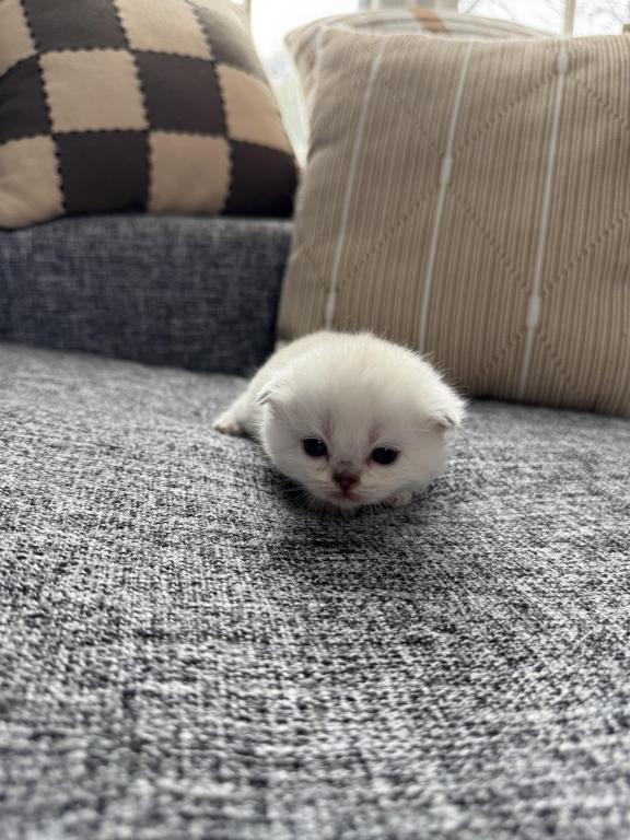 Scottish Fold Female Kitten Snow White photo 13