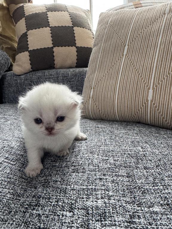 Scottish Fold Female Kitten Snow White photo 16