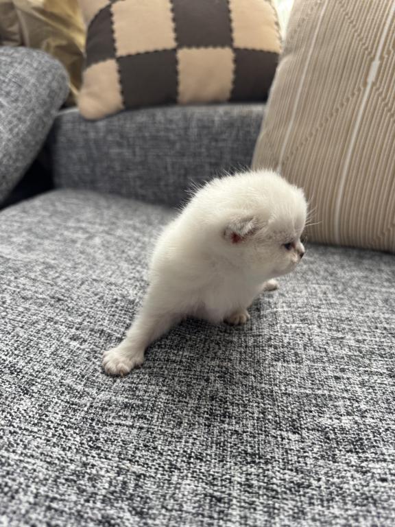 Scottish Fold Female Kitten Snow White photo 20