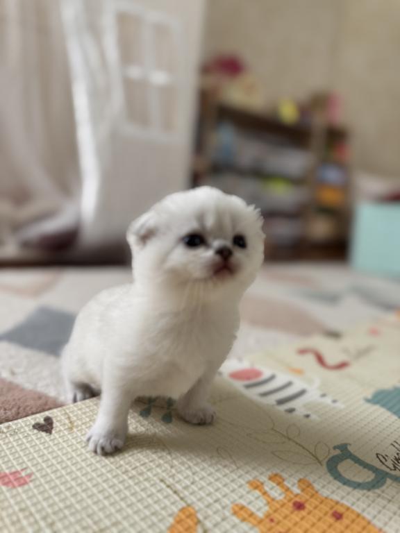 Scottish Fold Female Kitten Snow White photo 4