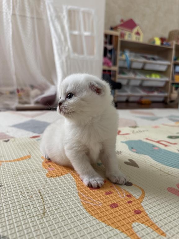 Scottish Fold Female Kitten Snow White photo 6