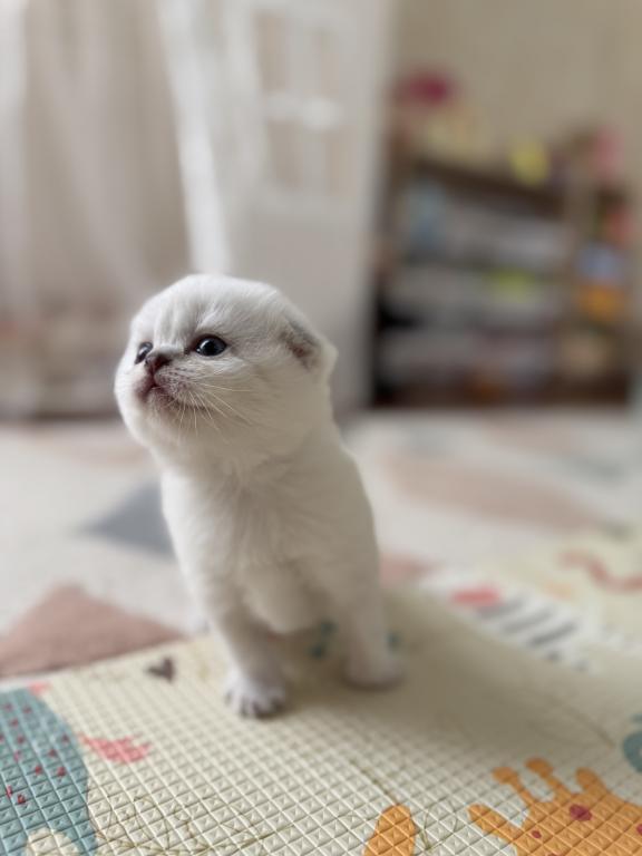 Scottish Fold Female Kitten Snow White photo 5