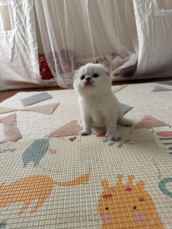 Scottish Fold Female Kitten Snow White photo 7
