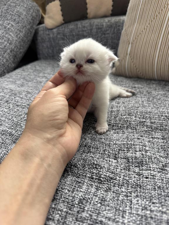 Scottish Fold Female Kitten Snow White photo 15