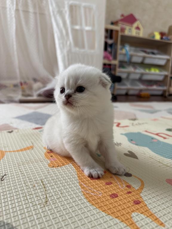 Scottish Fold Female Kitten Snow White photo 8