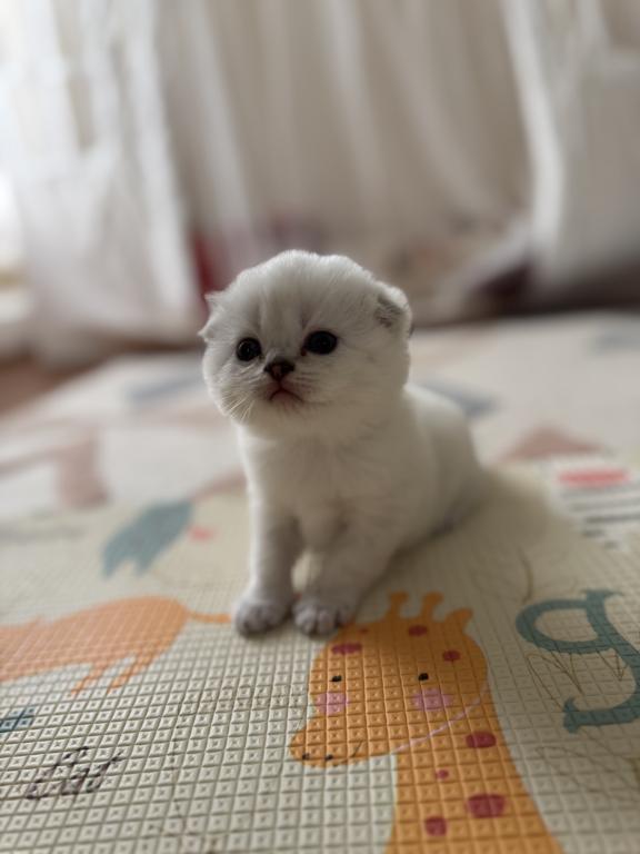 Scottish Fold Female Kitten Snow White photo 9