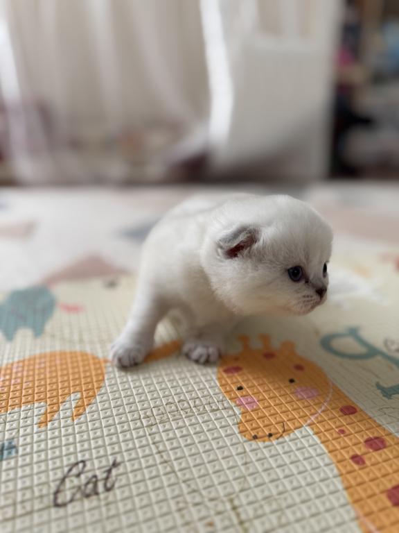 Scottish Fold Female Kitten Snow White photo 11