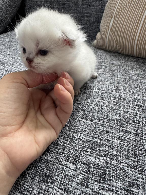 Scottish Fold Female Kitten Snow White photo 19