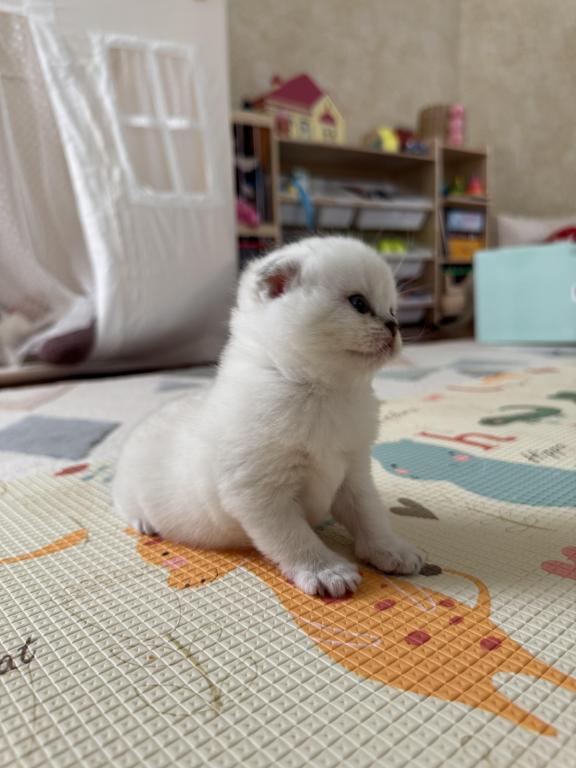 Scottish Fold Female Kitten Snow White photo 2