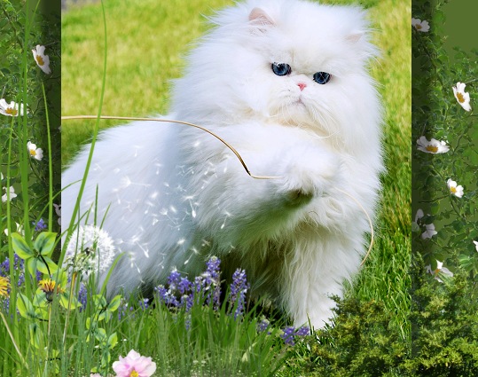 Angelic Doll Face Blue Eyed White Persians photo 10