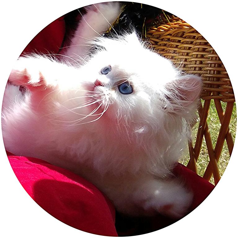 Angelic Doll Face Blue Eyed White Persians photo 12