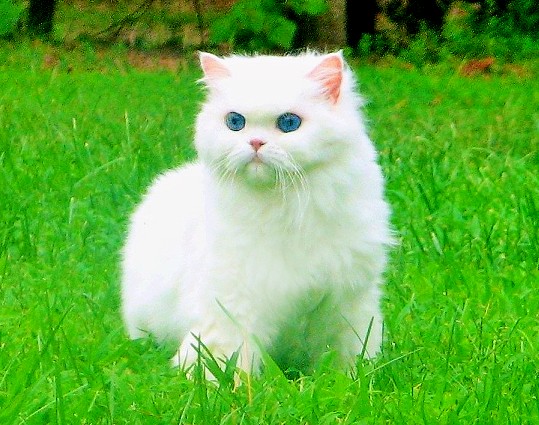 Angelic Doll Face Blue Eyed White Persians photo 11