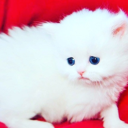 Angelic Doll Face Blue Eyed White Persians photo 9