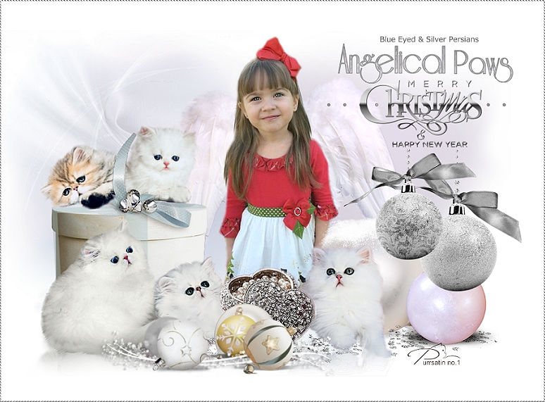 Angelic Doll Face Blue Eyed White Persians photo 2